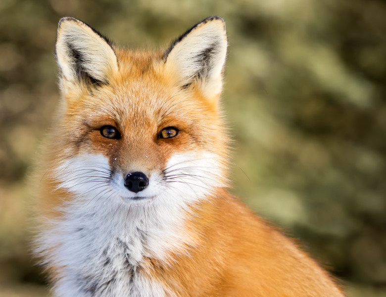 De ce ucid vulpile în Arad?