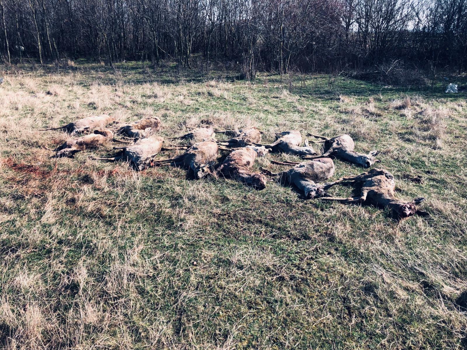 Nenorocire la Arad: Zeci de căprioare moarte pe câmp