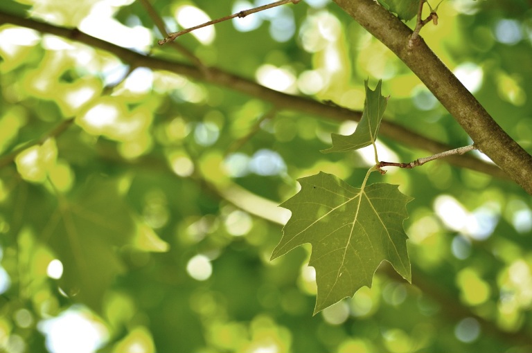 Frunza artificială, invenția care poate converti energia solară