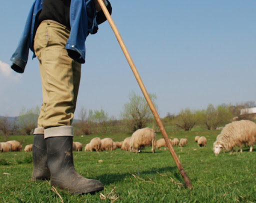 ”Ciobanii din PNL, în ”transhumanță” la PSD. „Au o greață pe ei”