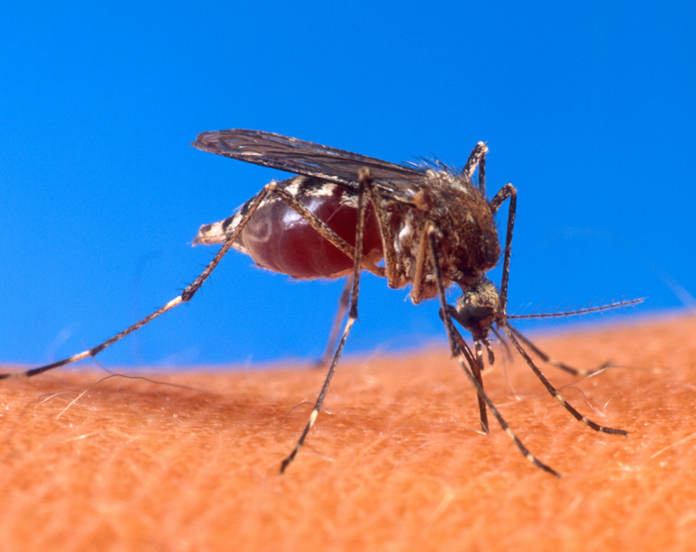 Alertă în Brazilia din cauza febrei dengue