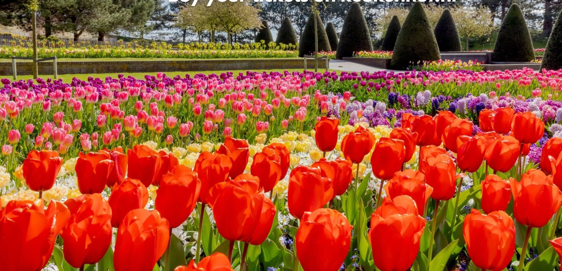 Cea mai mare grădină de lalele din lume în sărbătoare