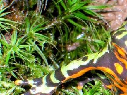 Studiu. Clipitul, ca tactică de flirt