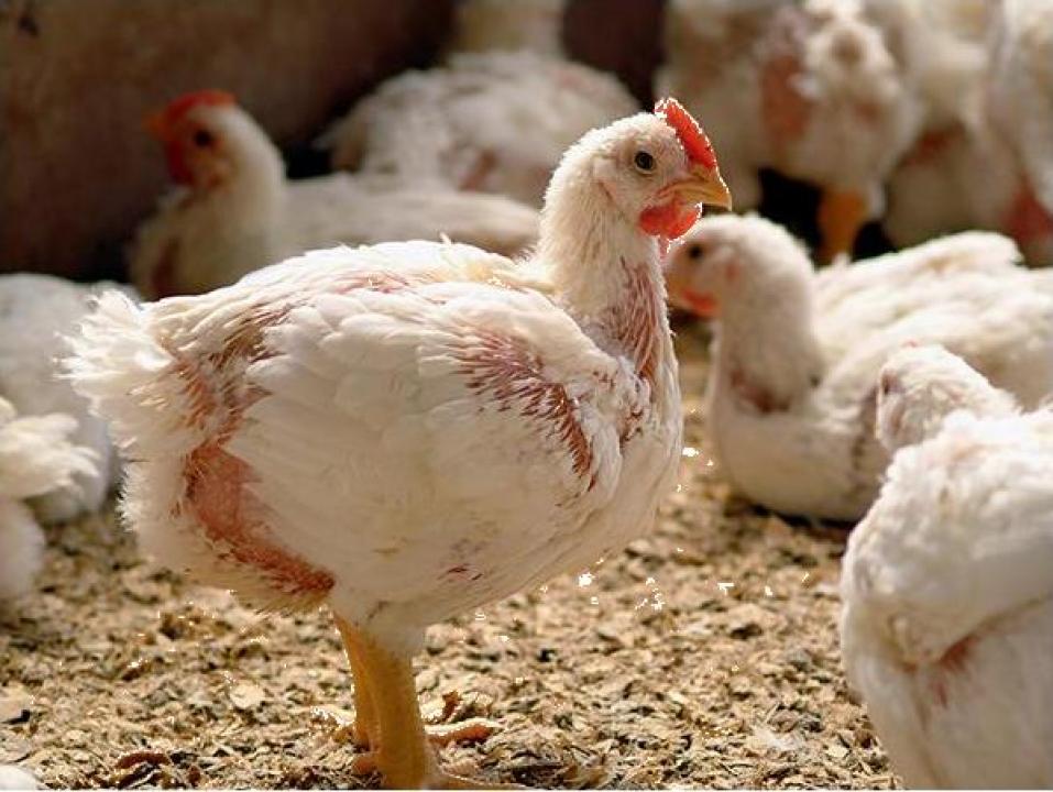 Controversa puilor „îngălbeniți”: Sunt sau nu toxici