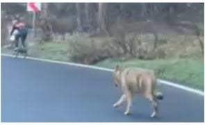 (VIDEO)Fără siguranță