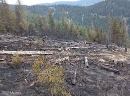 Un nou incendiu de pădure în zona Lăpuşna