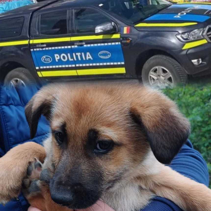 Amenda usturătoare pentru abandonarea a trei căţei