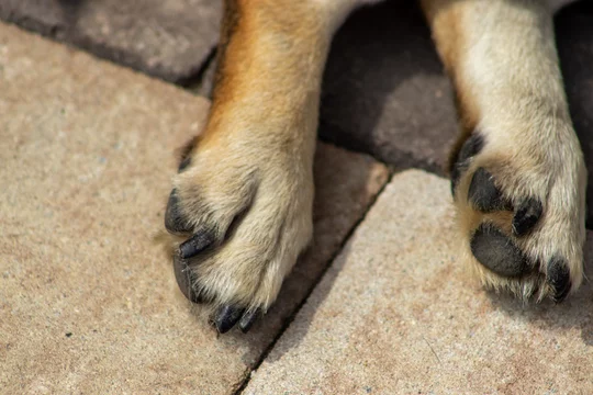 Închisoare cu executare pentru uciderea unui câine