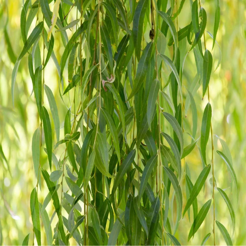 Salcia, simbolul Floriilor, înconjurată de legende