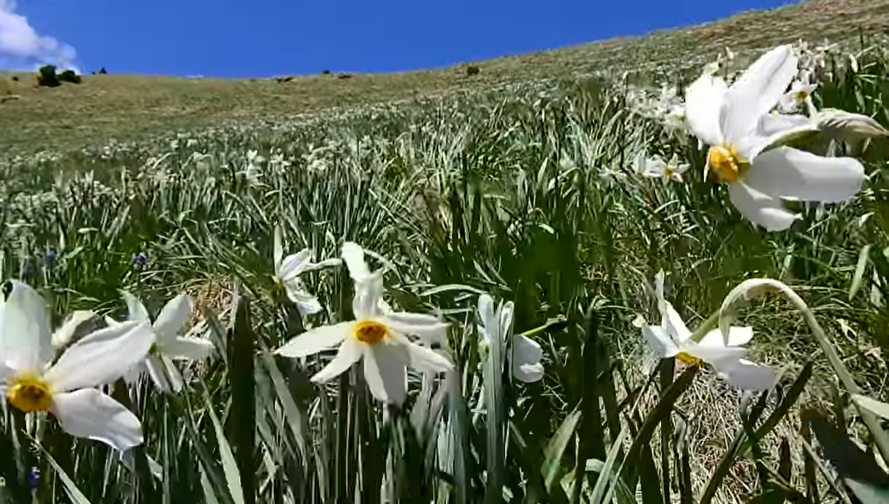 Narcisele din Munții Rodnei s-au grăbit