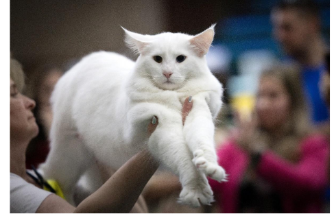 Campionul European la Palat! SofistiCAT