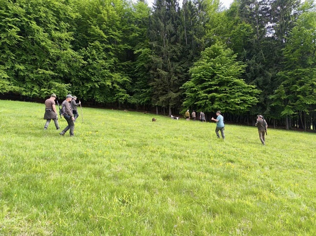 O ursoaică și puii săi, alungați de la Șumuleu Ciuc