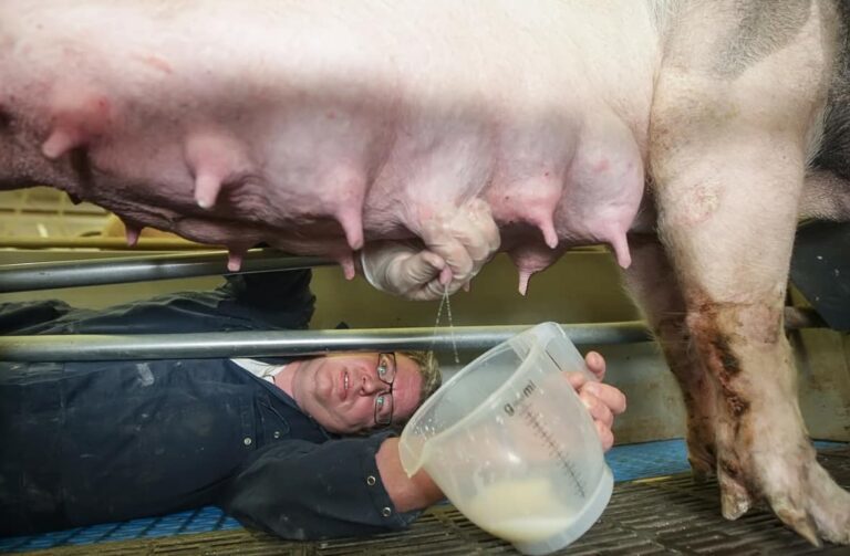 Un fermier olandez produce înghețat din lapte de porc