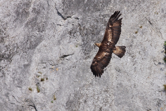 Ocolind Ucraina. Vulturii îți schimbă ruta