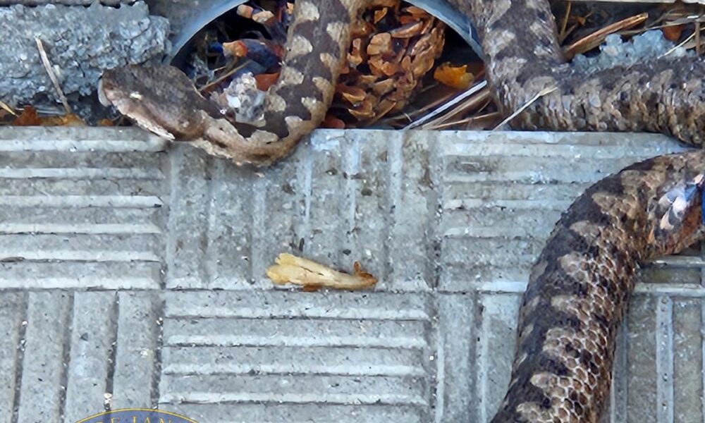 Viperă, într-un parc plin de copii