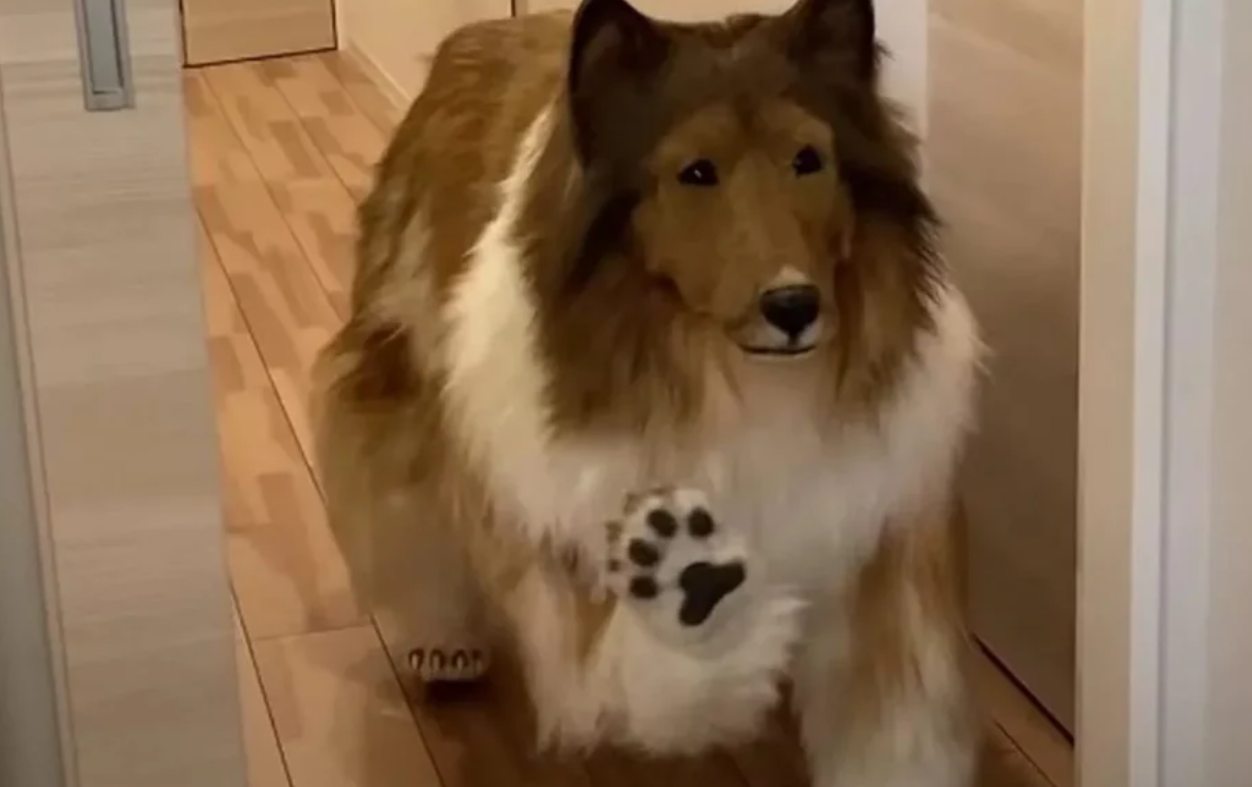 Japonezul nu mai vrea să fie câine .„Mi-ar plăcea să devin…”