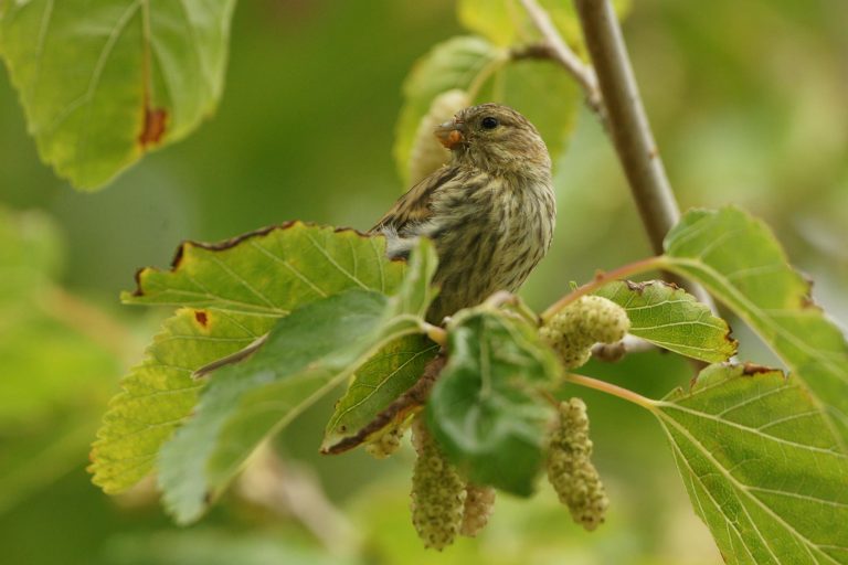 Țăranii s-au rupt de natură, viile și livezile s-au sălbăticit