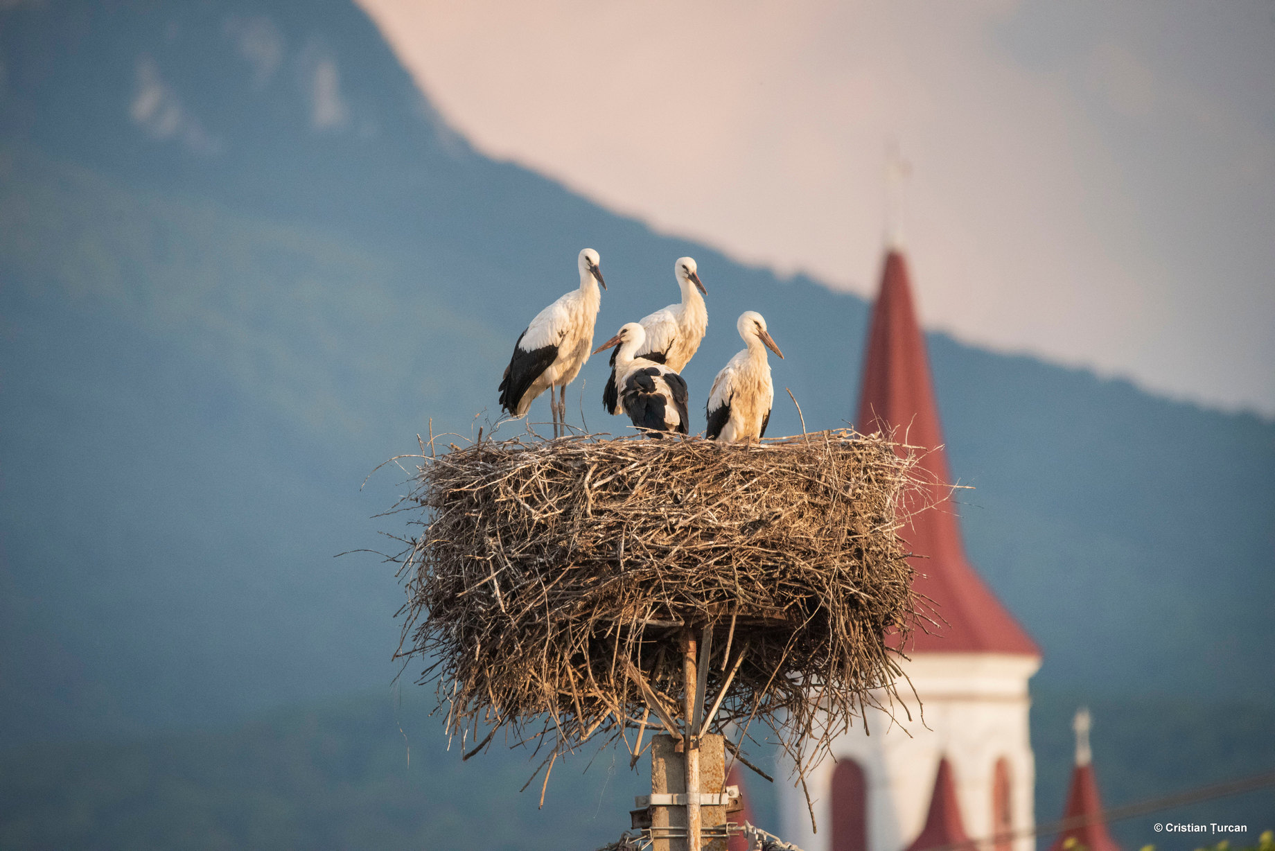 Recensământul internațional al berzelor albe