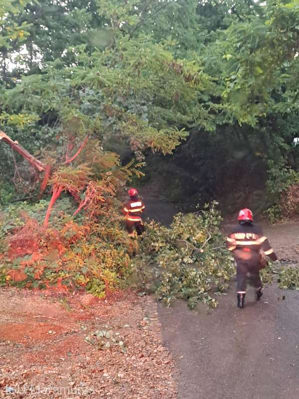 Copaci şi crengi doborâte de vânt