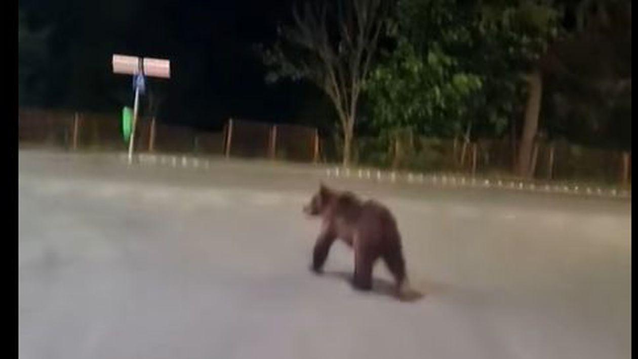 Ocolind terasa. La plimbare, prin Poiana Brașov