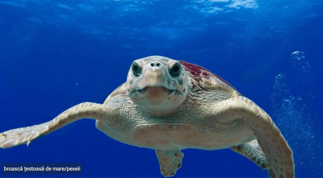 Grecia: Atacată de o țestoasă de mare