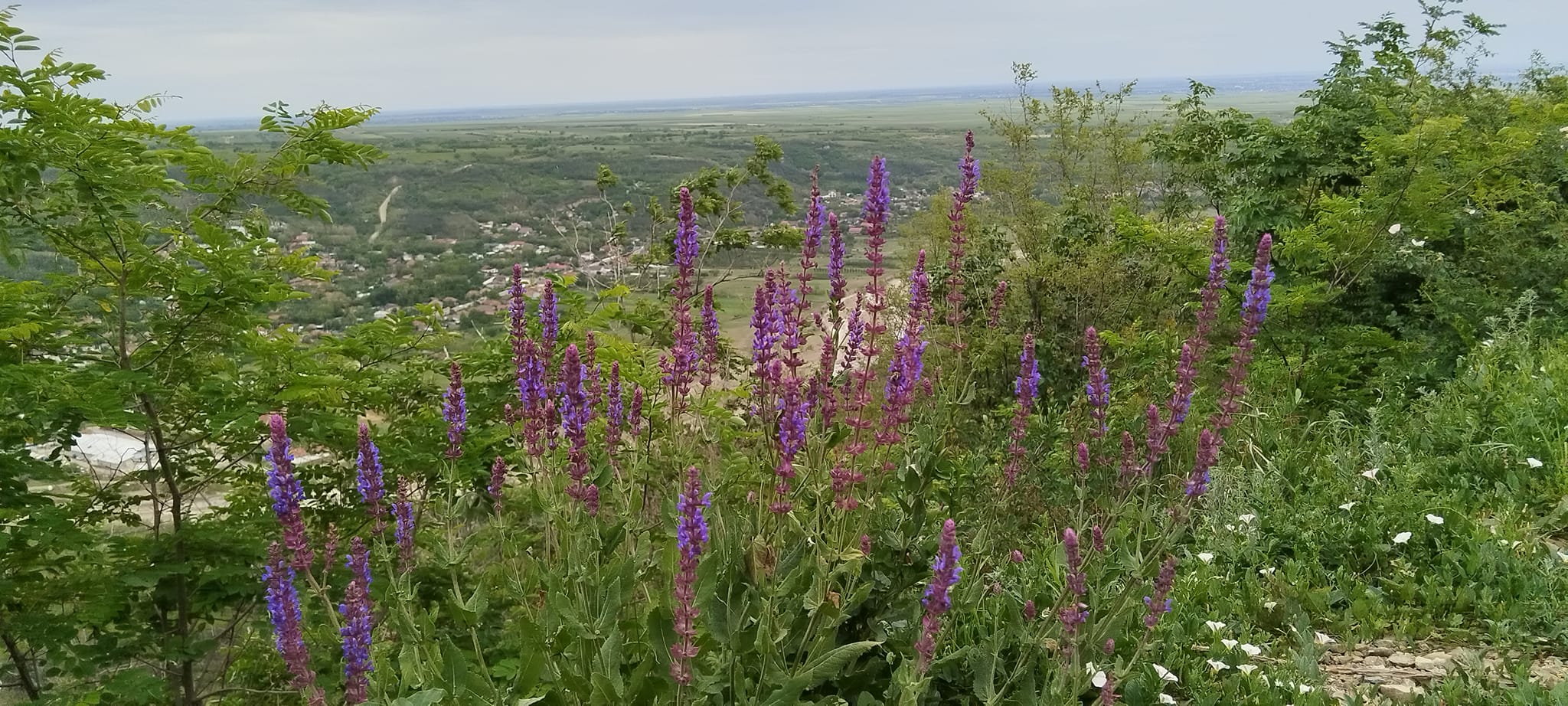 Jale în rezervaţia naturală cu lilieci