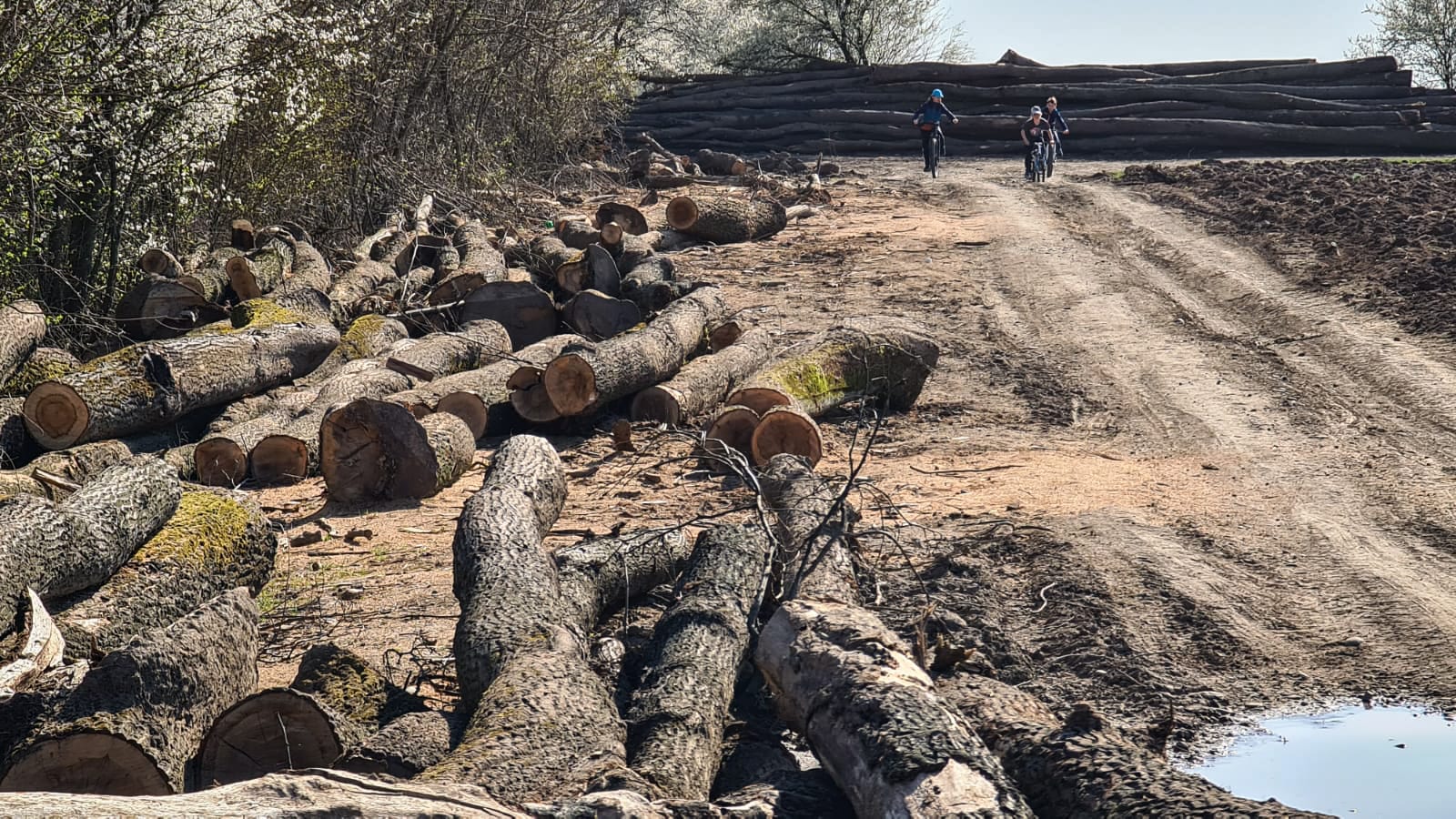 Cum ne apară Romsilva de încălzirea globala?