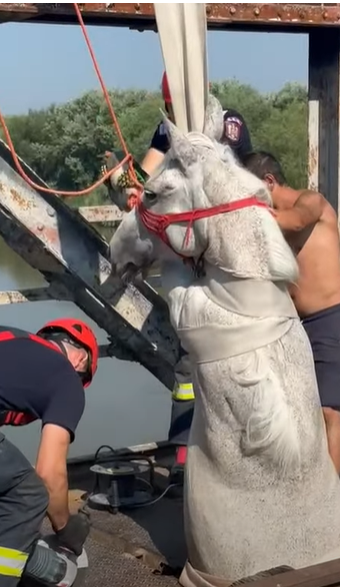 Spaimă și milă pentru un cal