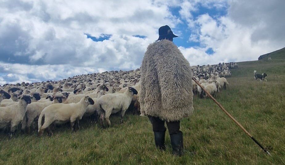 Aristică Bălan, ciobanul cu facultate