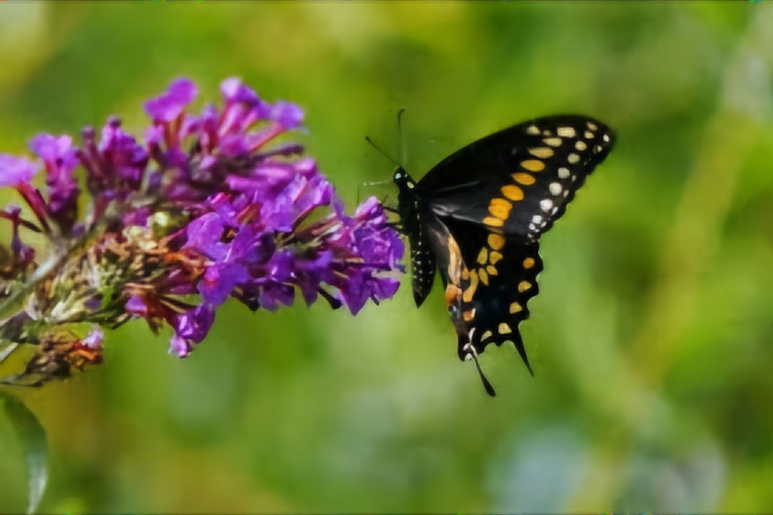 Fluturii, mai importanți în natură decât se știa