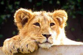 Tradiții, la Grădina Zoologică. Copiii, invitați la ”Ziua Leului„