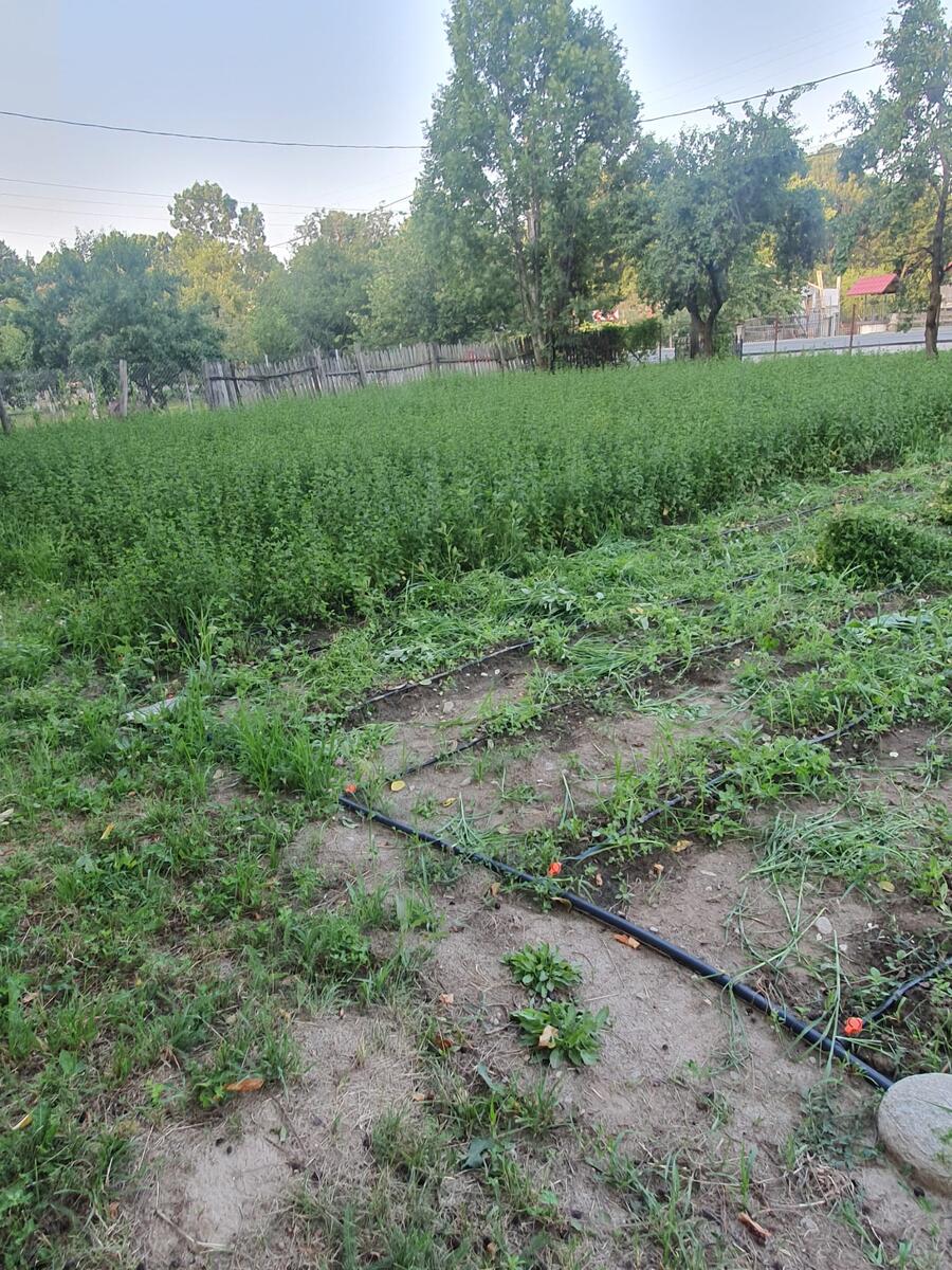 Primul cultivator de mentă olandeză din Gorj