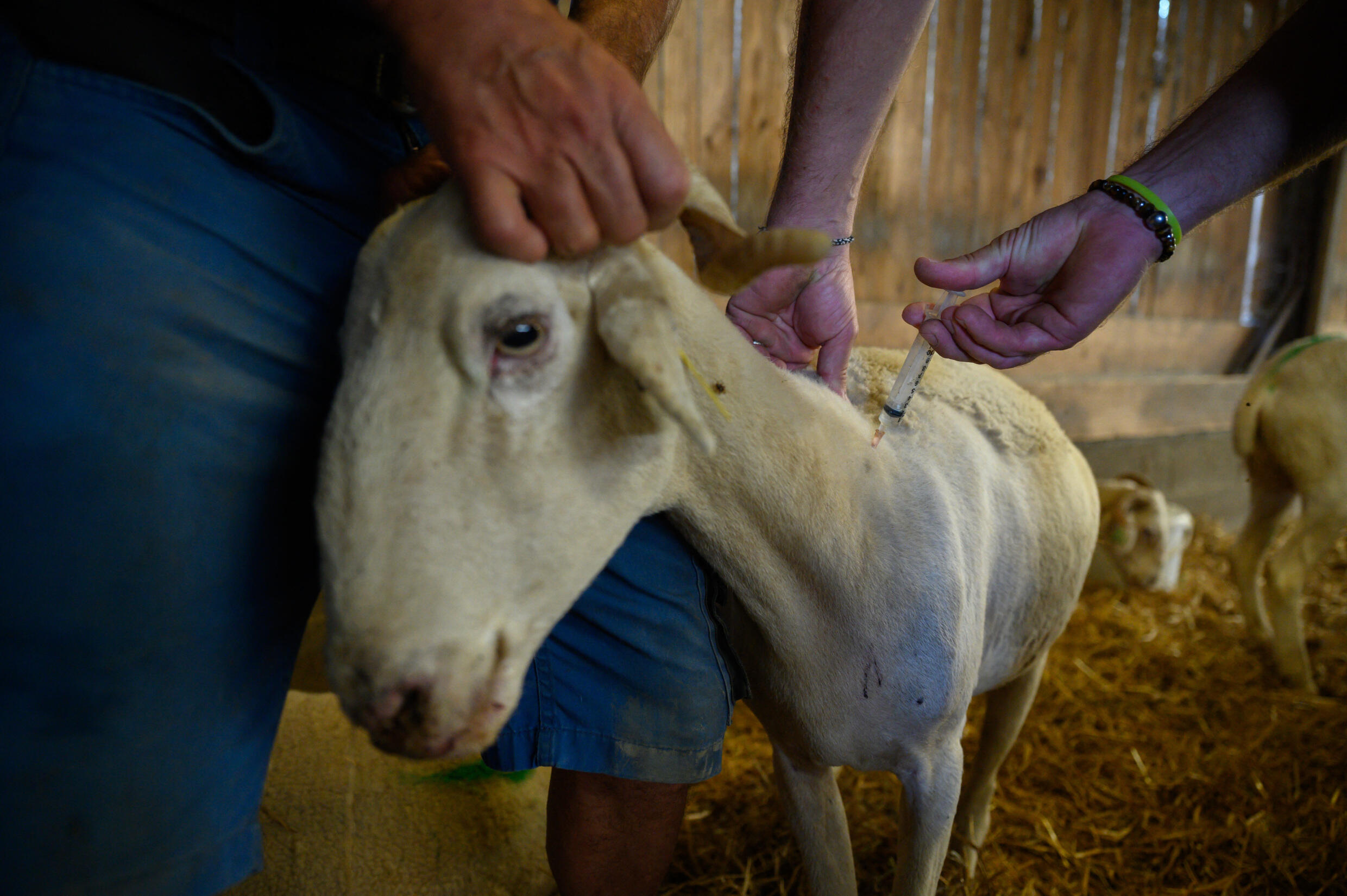 O boală transmisă de țânțari face ravagii în fermele de animale