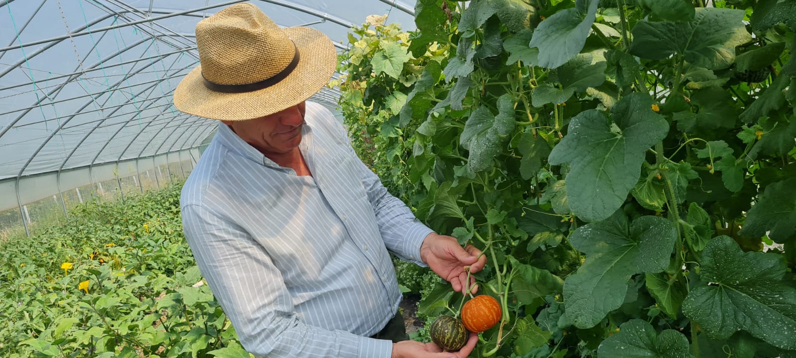 Pepene cu gust de înghețată, taman în Buzău