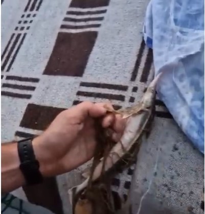 Operaţiune pe Dunăre. Le-au confiscat şi peştele, şi plasele