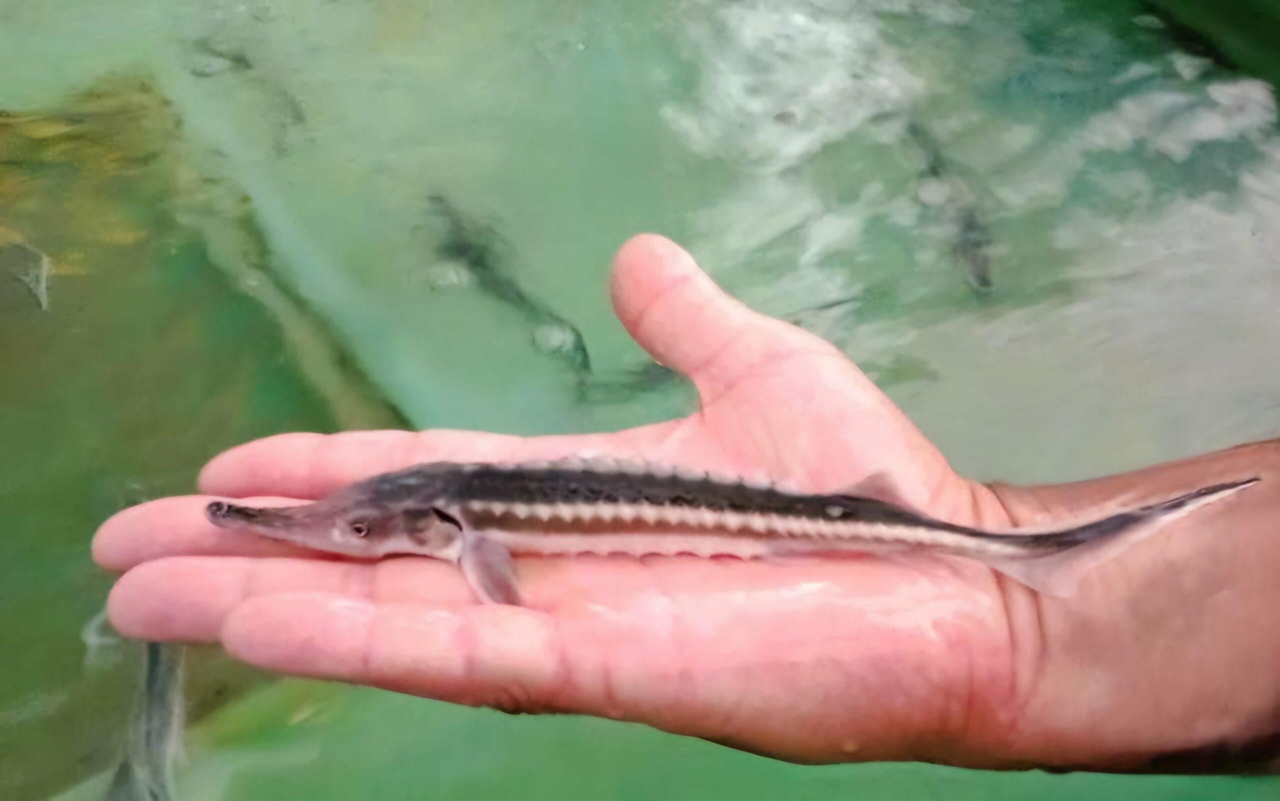 Invitație inedită de ziua Deltei: „Vino şi botează-ţi sturionul!”