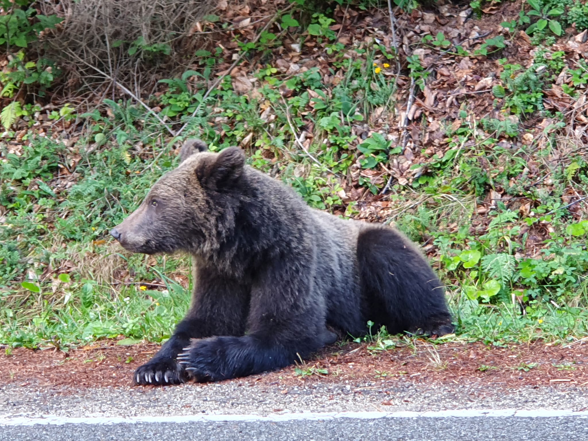 Bărbatul atacat de urs este şeful Salvamont din Predeal