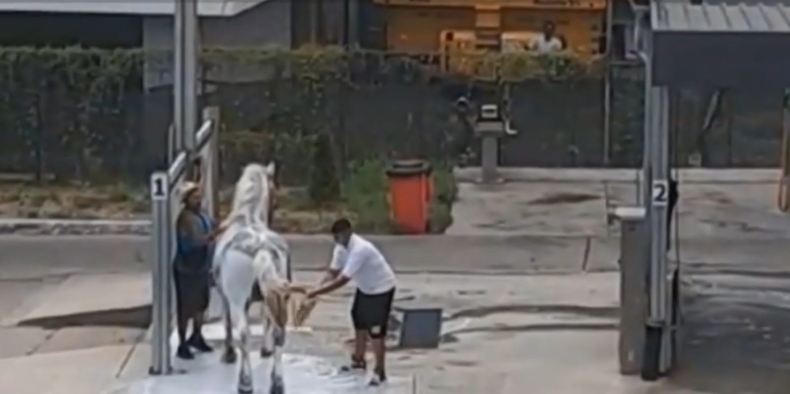 Cu calul la spălătoria auto