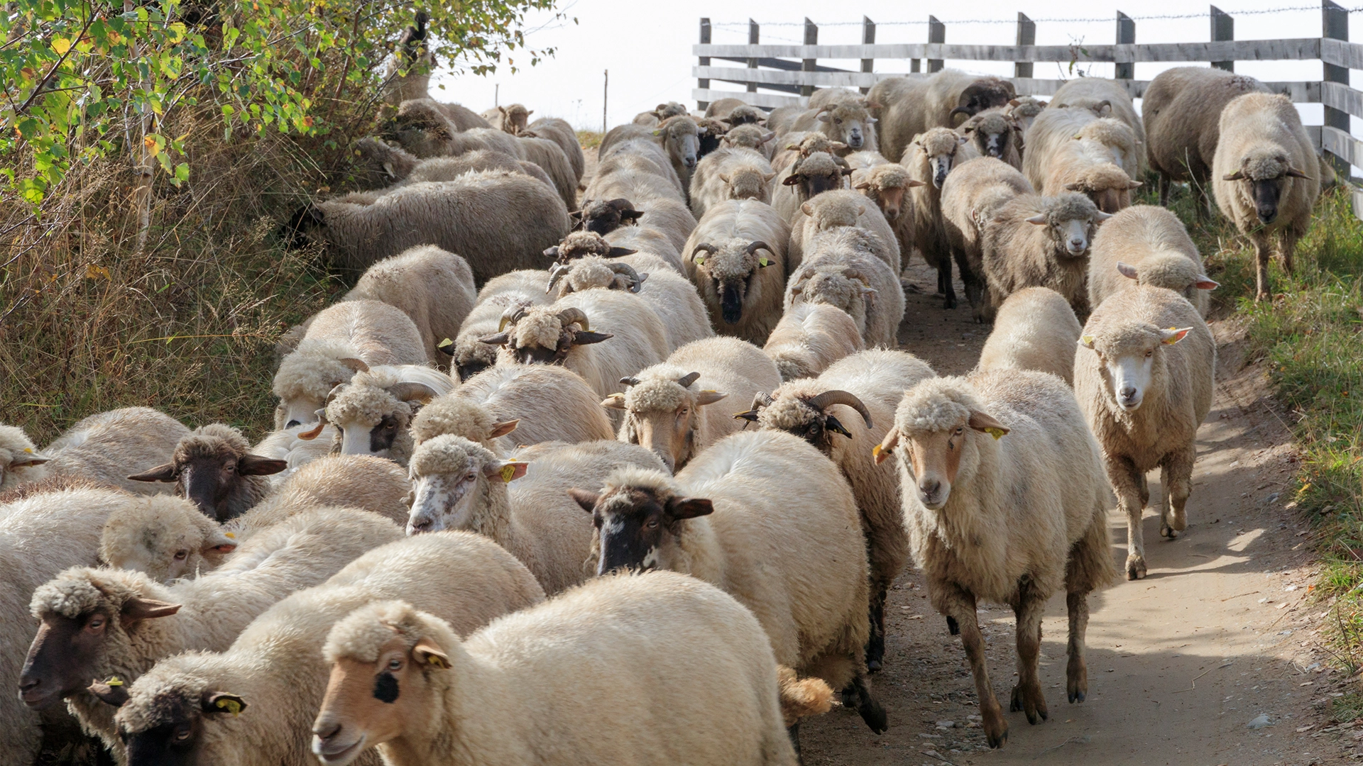 Arabii vor să reia importurile de ovine din România