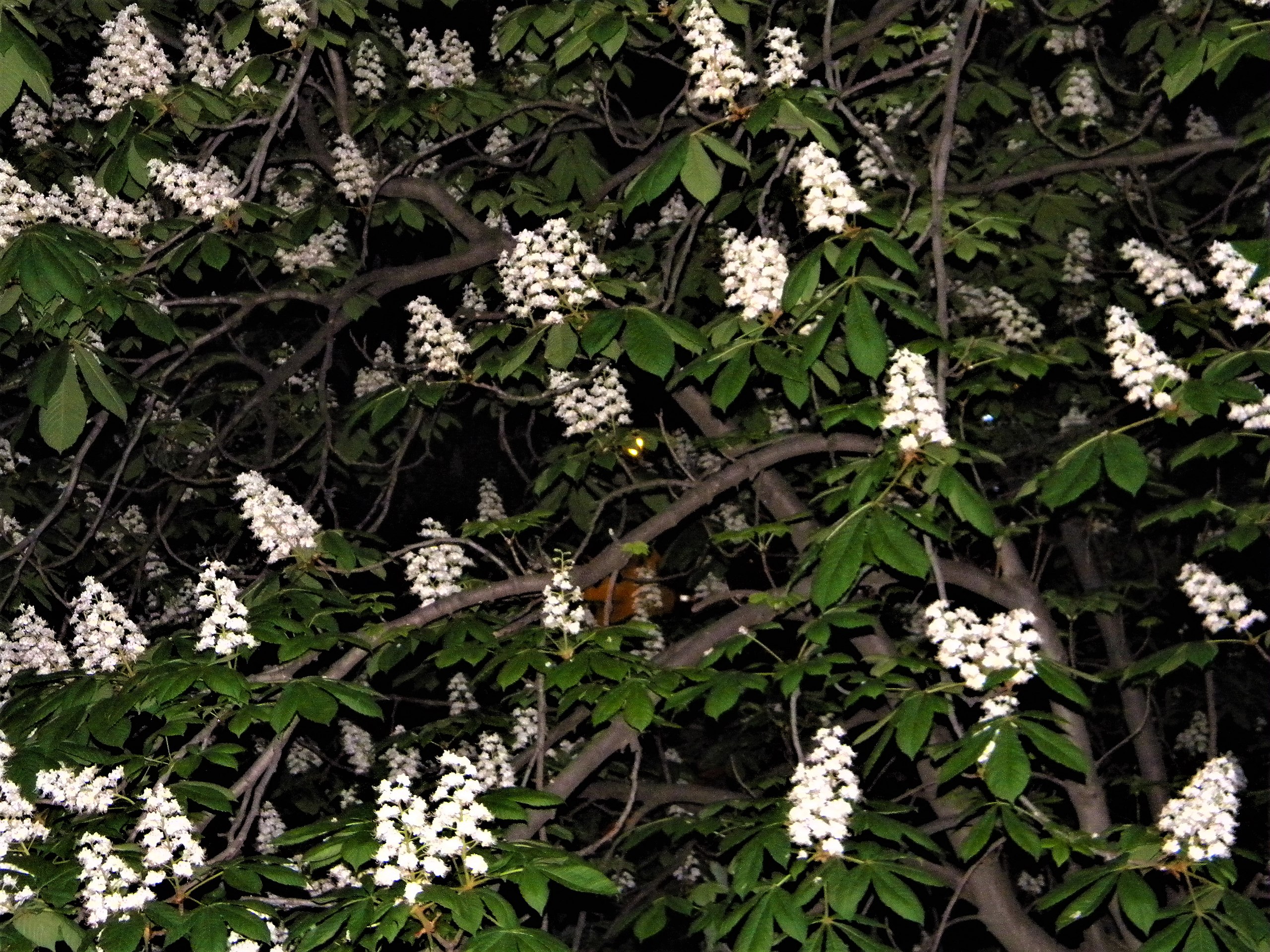 Au ”înnebunit„ castanii