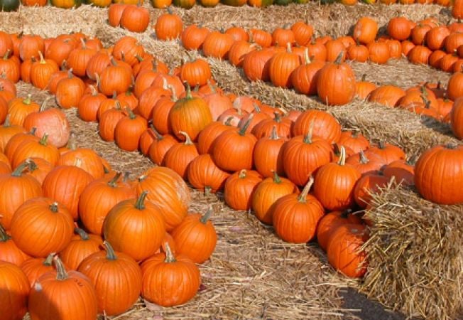 De sezon: Tartă rapidă și ușoară cu dovleac