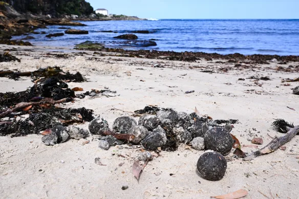 Bile misterioase pe plajă: Verdictul oamenilor de știință