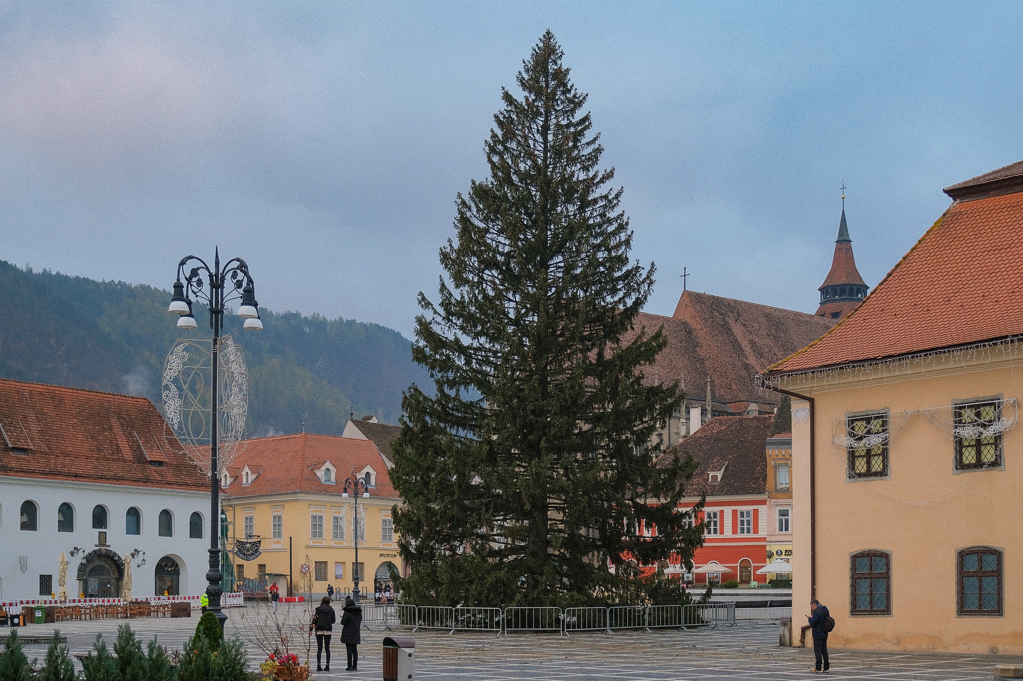 Cel mai înalt brad natural de Crăciun din România (foto)