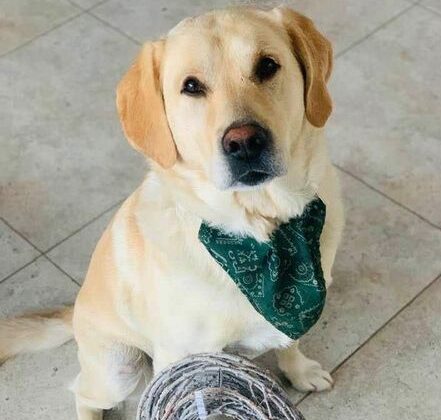 Eroul copiilor bolnavi, furat ca să fie ucis