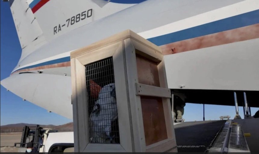 (VIDEO) Cadoul lui Putin pentru Phenian. Peste 70 de animale