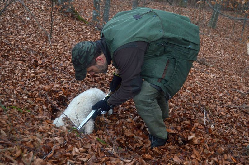 Trufele româneşti, pe cale de dispariţie. „Intră ilegal”