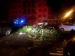 Mesaj RO-ALERT. Maşini distruse de arbori doborâţi de vânt