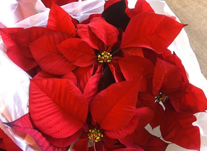 Peste 700.000 de români își sărbătoresc onomastica de Crăciun