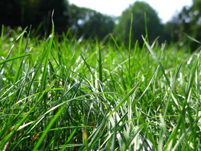 Au ucis mai mult decât cancerul, malaria, HIV/SIDA, fumatul, alcoolul și accidentele