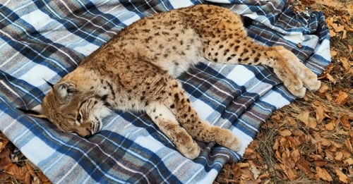 Misiune inedită de salvare pe munte